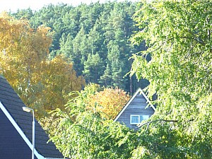 Trees behind back garden Trees behind back garden